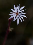 Lithophragma glabra, Prairie Star